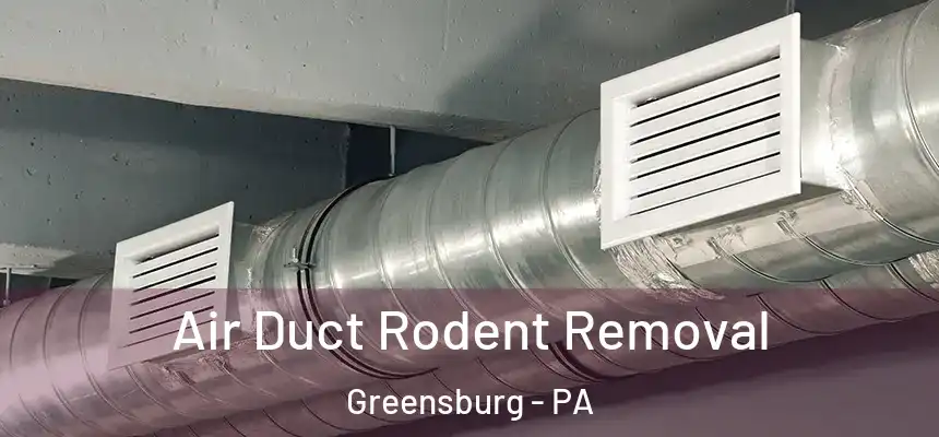  Air Duct Rodent Removal Greensburg - PA